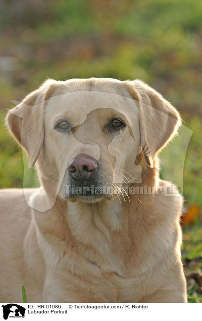 Labrador Portrait / Labrador Portrait / RR-01086