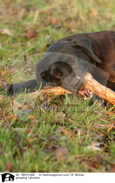knabbernder / gnawing Labrador / RR-01088