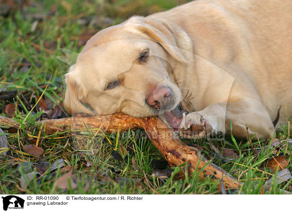 knabbernder / gnawing Labrador / RR-01090