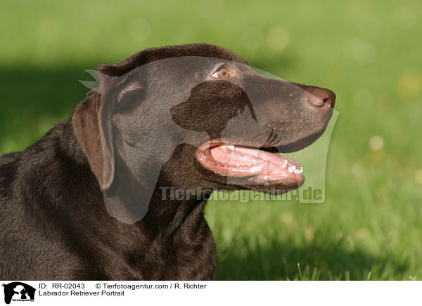 Labrador Retriever Portrait / Labrador Retriever Portrait / RR-02043