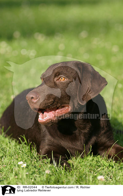 liegender / lying Labrador Retriever / RR-02044