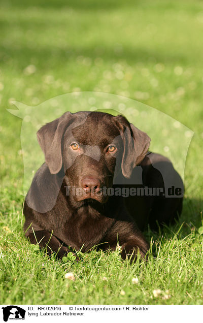 liegender / lying Labrador Retriever / RR-02046