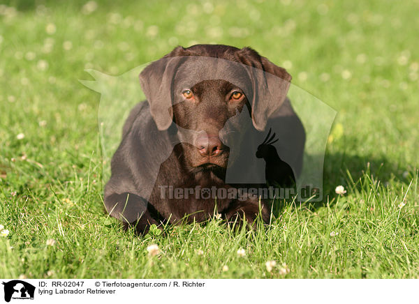 liegender / lying Labrador Retriever / RR-02047