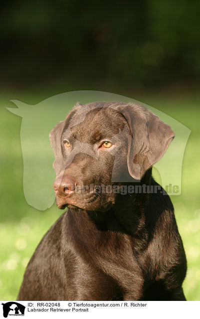 Labrador Retriever Portrait / Labrador Retriever Portrait / RR-02048
