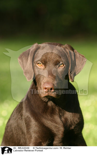 Labrador Retriever Portrait / Labrador Retriever Portrait / RR-02049