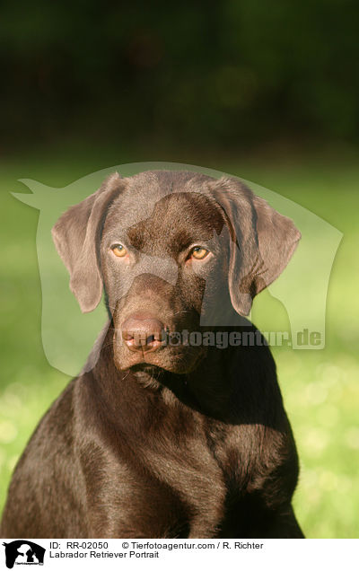 Labrador Retriever Portrait / Labrador Retriever Portrait / RR-02050