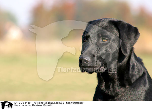 schwarzer Labrador Retriever Portrait / black Labrador Retriever Portrait / SS-01410