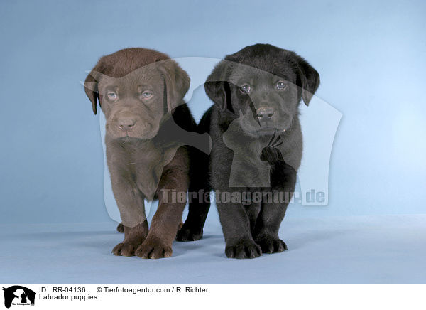 Labrador Welpen / Labrador puppies / RR-04136