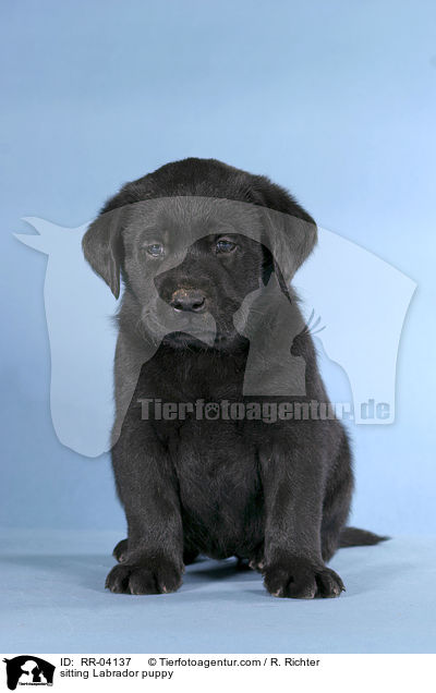 sitzender Labrador Welpe / sitting Labrador puppy / RR-04137