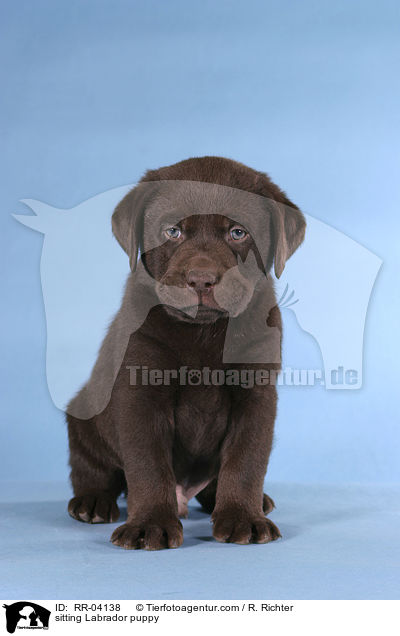 sitzender Labrador Welpe / sitting Labrador puppy / RR-04138