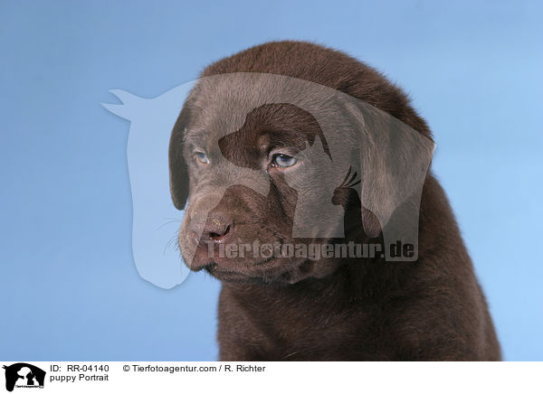 Labrador Welpe / puppy Portrait / RR-04140