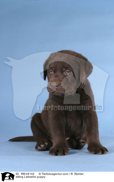 sitzender Labrador Welpe / sitting Labrador puppy / RR-04142