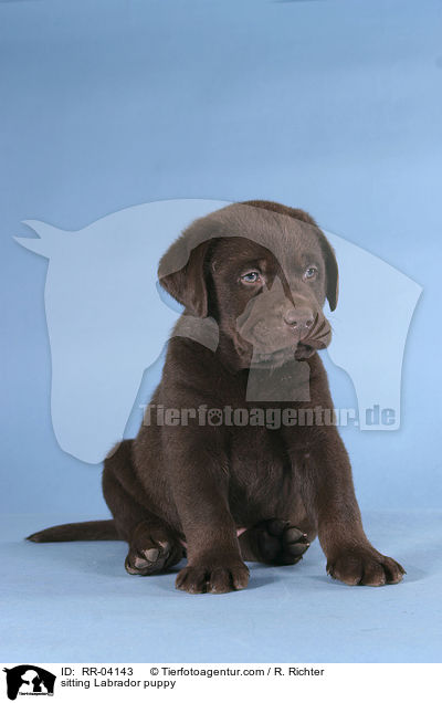 sitzender Labrador Welpe / sitting Labrador puppy / RR-04143