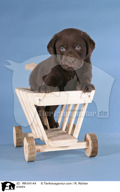 Labrador Welpe / puppy / RR-04144