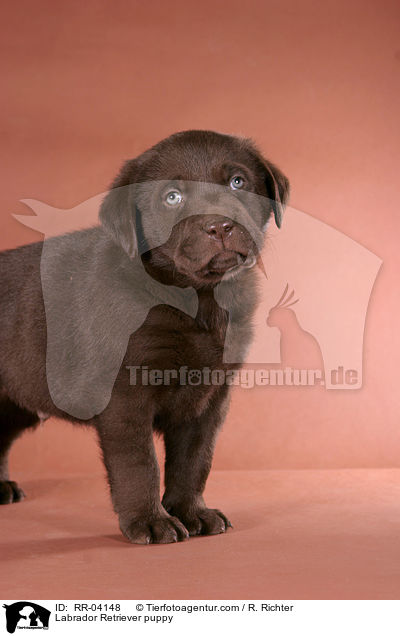 Labrador Retriever Welpe / Labrador Retriever puppy / RR-04148