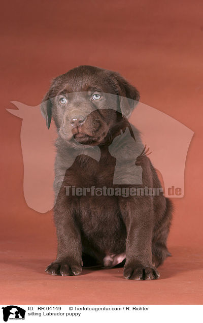 sitzender Labrador Welpe / sitting Labrador puppy / RR-04149