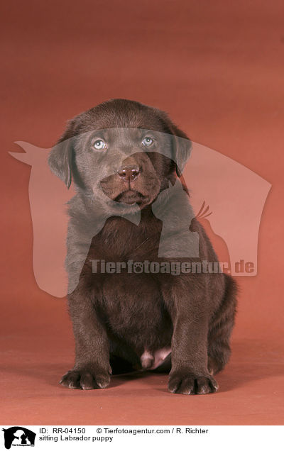 sitzender Labrador Welpe / sitting Labrador puppy / RR-04150