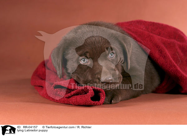 liegender Labrador Welpe / lying Labrador puppy / RR-04157