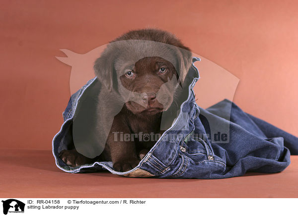 sitzender Labrador Welpe / sitting Labrador puppy / RR-04158