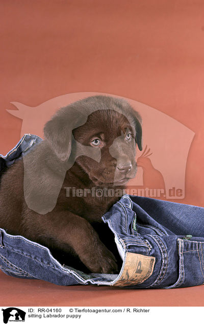 sitzender Labrador Welpe / sitting Labrador puppy / RR-04160
