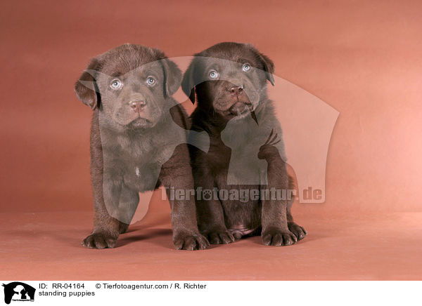 sitzende Labrador Welpen / standing puppies / RR-04164