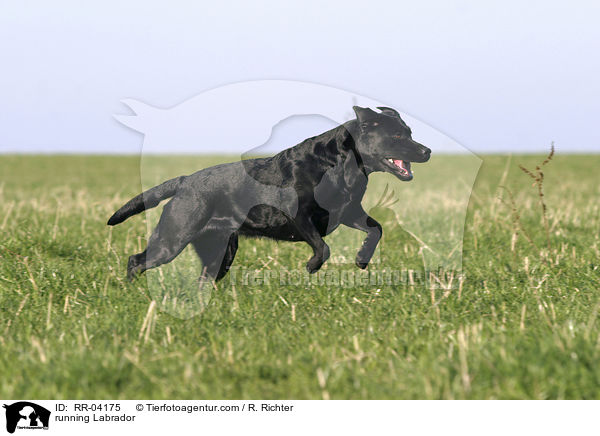 rennender / running Labrador / RR-04175