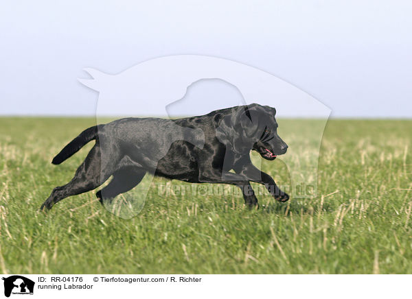 rennender / running Labrador / RR-04176