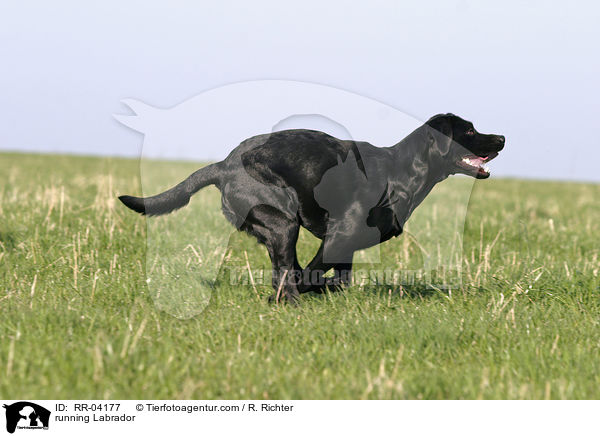 rennender / running Labrador / RR-04177