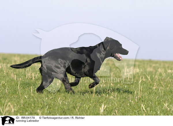rennender / running Labrador / RR-04178