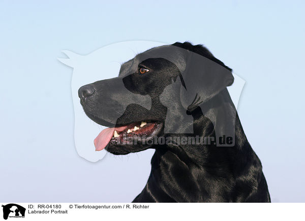 Labrador Portrait / Labrador Portrait / RR-04180