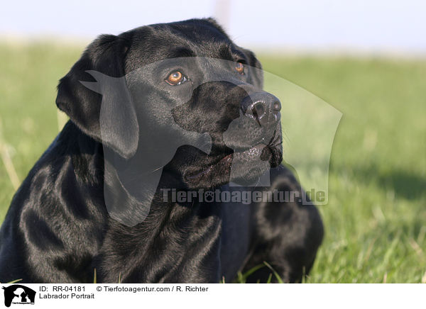 Labrador Portrait / Labrador Portrait / RR-04181