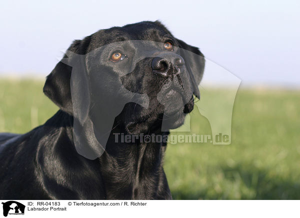 Labrador Portrait / Labrador Portrait / RR-04183