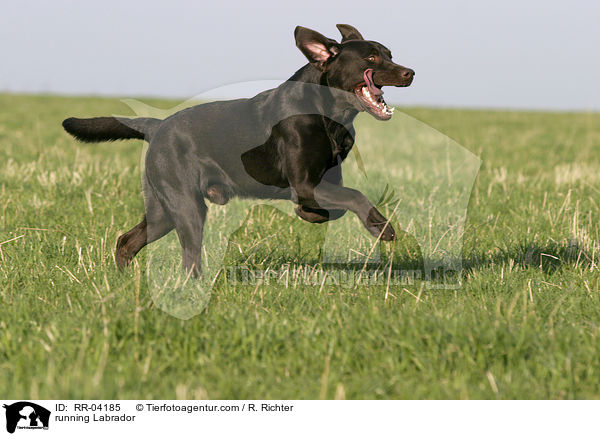 rennender / running Labrador / RR-04185