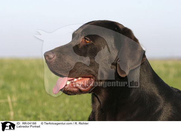 Labrador Portrait / Labrador Portrait / RR-04186