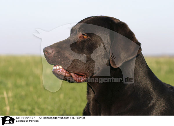 Labrador Portrait / Labrador Portrait / RR-04187