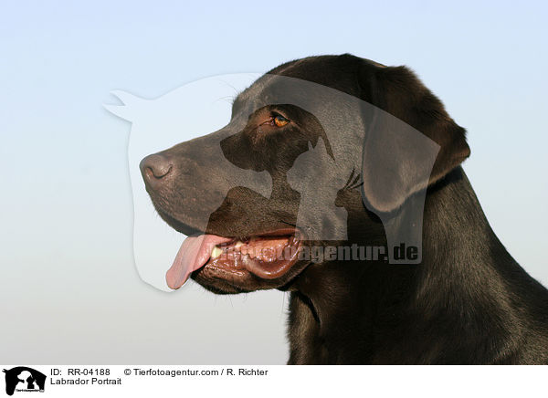 Labrador Portrait / Labrador Portrait / RR-04188