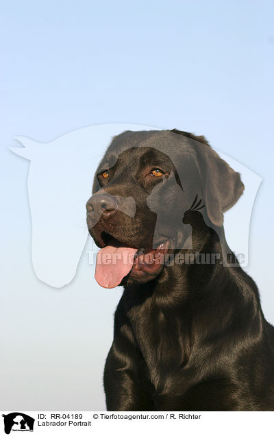 Labrador Portrait / Labrador Portrait / RR-04189
