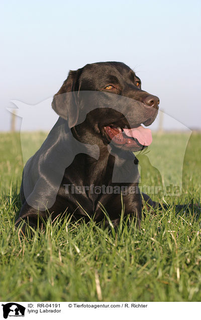 liegender / lying Labrador / RR-04191