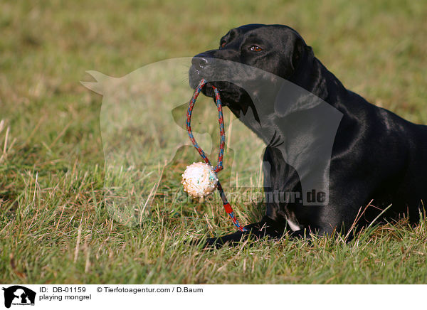 Labrador-Mischling mit Ball / playing mongrel / DB-01159