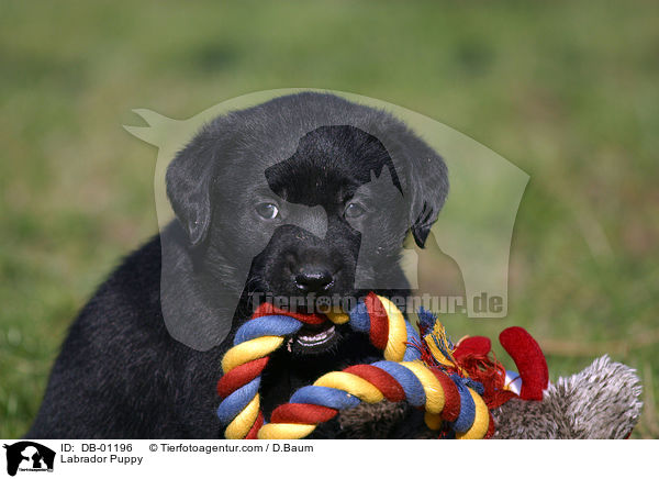 Labrador Welpe / Labrador Puppy / DB-01196