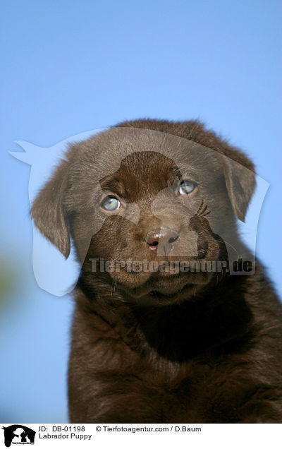 Labrador Welpe / Labrador Puppy / DB-01198