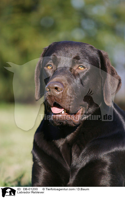 Labrador Retriever / Labrador Retriever / DB-01200