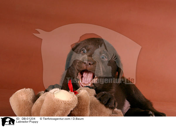 Labrador Welpe / Labrador Puppy / DB-01204