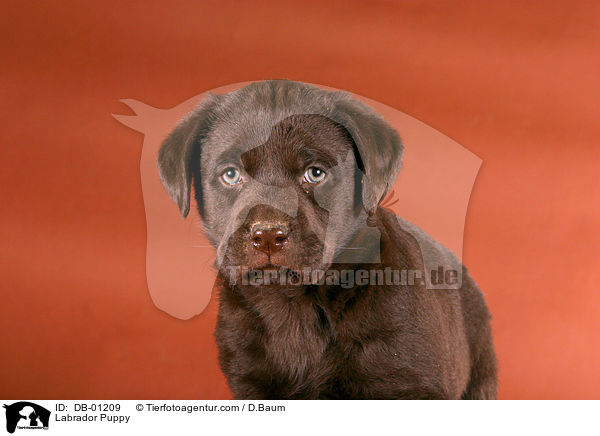 Labrador Welpe / Labrador Puppy / DB-01209