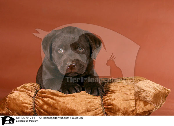 Labrador Welpe / Labrador Puppy / DB-01214