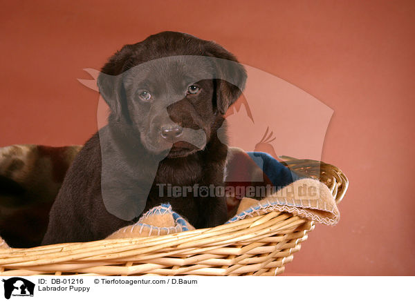 Labrador Puppy / DB-01216