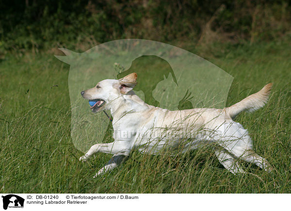 rennender Labrador / running Labrador Retriever / DB-01240