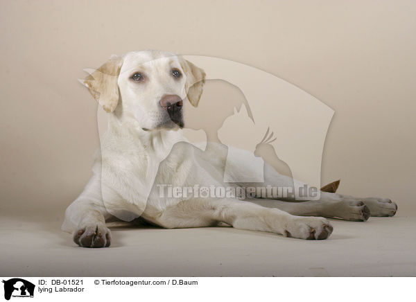liegender Labrador Retriever / lying Labrador / DB-01521