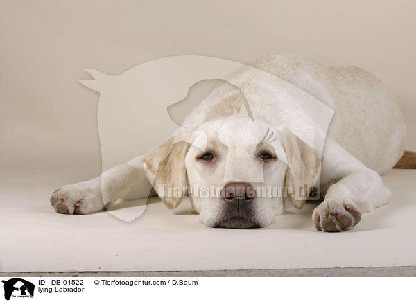 liegender Labrador Retriever / lying Labrador / DB-01522