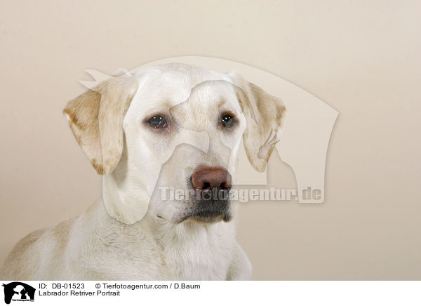 Labrador Retriver Portrait / DB-01523